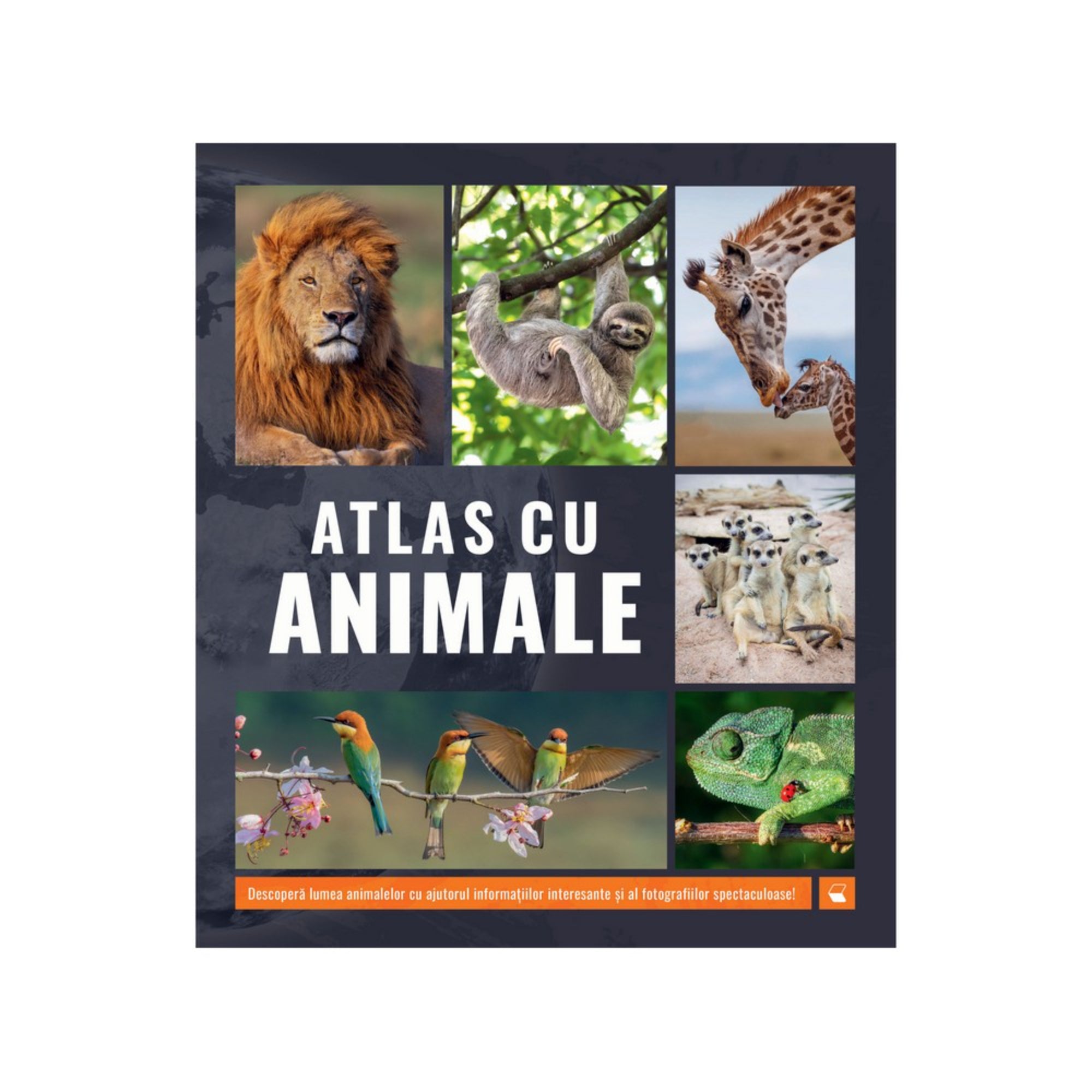 Az 'Atlas cu Animale' című könyv borítója, amelyen különböző állatok képei láthatók: oroszlán, lajhár, zsiráf, szurikáták, színes tollú madarak és egy kaméleon. A borító közepén nagy fehér betűkkel a könyv címe szerepel. Az alsó részen egy narancssárga sávon rövid leírás található: 'Descoperă lumea animalelor cu ajutorul informațiilor interesante și al fotografiilor spectaculoase!' A könyv ideális az állatvilág iránt érdeklődők számára.