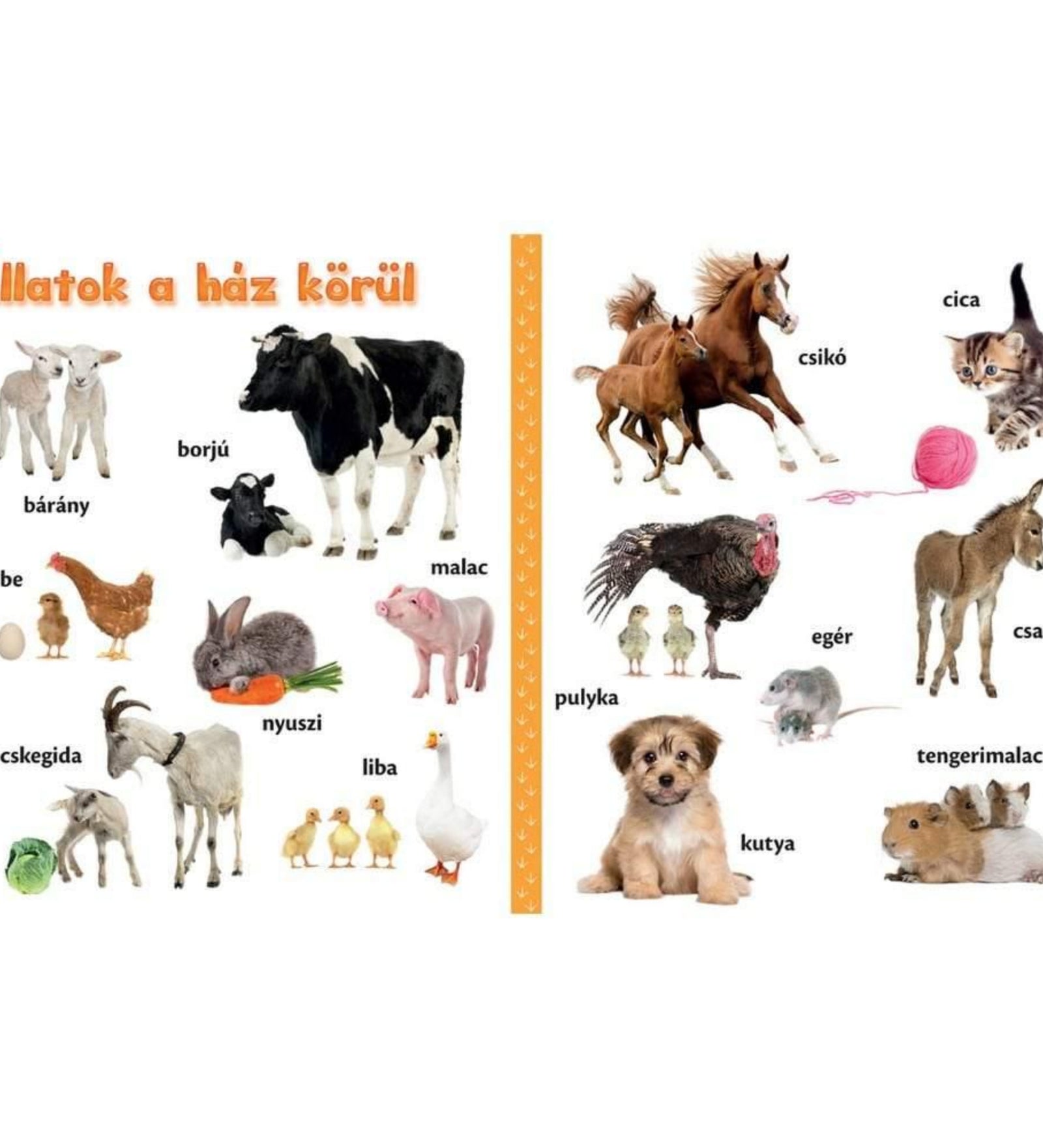 Állatkölykök gyerekkönyv belső oldala, amely a ház körül élő állatokat mutatja be, például bárány, borjú, csibe, kecskegida, csikó, kutya, cica és tengerimalac.