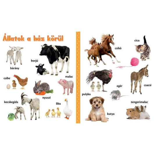 Állatkölykök gyerekkönyv belső oldala, amely a ház körül élő állatokat mutatja be, például bárány, borjú, csibe, kecskegida, csikó, kutya, cica és tengerimalac.