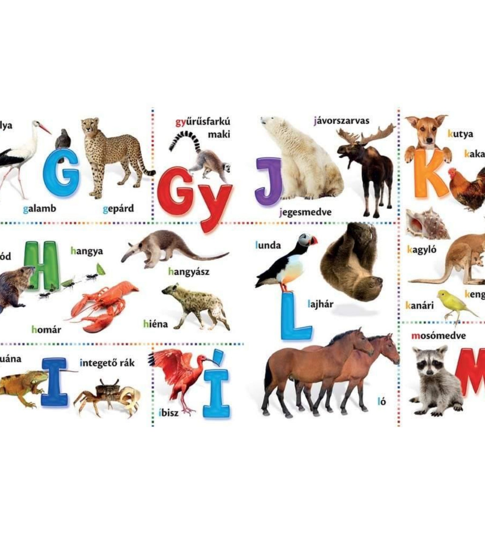 Állat ABC gyerekkönyv belső oldala, ahol betűkhöz kapcsolódó állatok szerepelnek, például gepárd, jegesmedve, kenguru, ló, hiéna, íbisz, galamb és mosómedve.