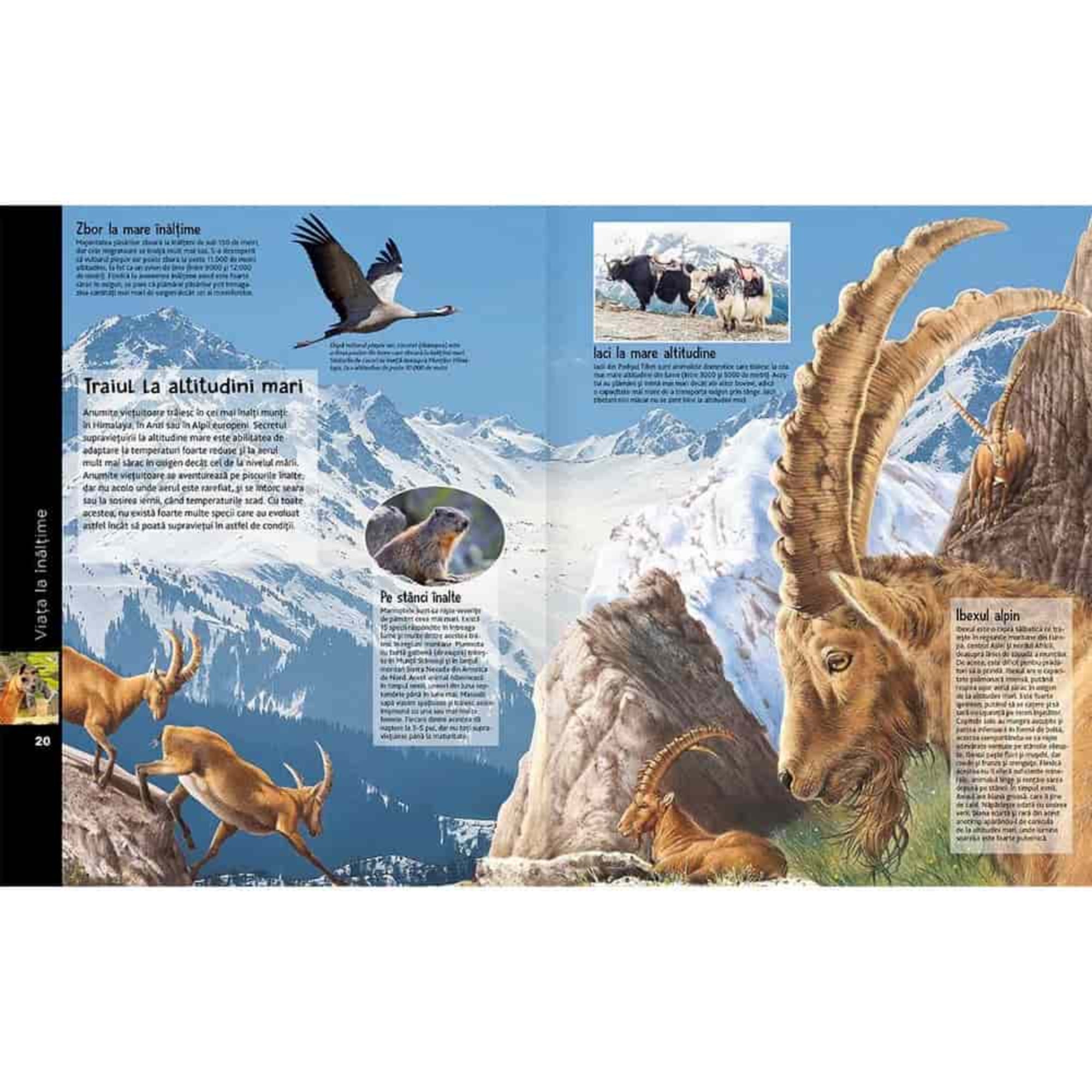 A kép közepén egy alpesi kőszáli kecske (ibex) látható, hatalmas, ívelt szarvakkal – igazi túlélő a meredek sziklákon. A háttérben havas hegycsúcsok húzódnak, jelezve az élőhely zordságát. A bal oldalon további kecskefélék ugrálnak ügyesen a sziklákon. Láthatunk egy darut is repülés közben, amely a magaslati levegőhöz is jól alkalmazkodott. A felső sarokban pedig játékos jakok jelennek meg, amelyek szintén a hegyi élethez szoktak hozzá.