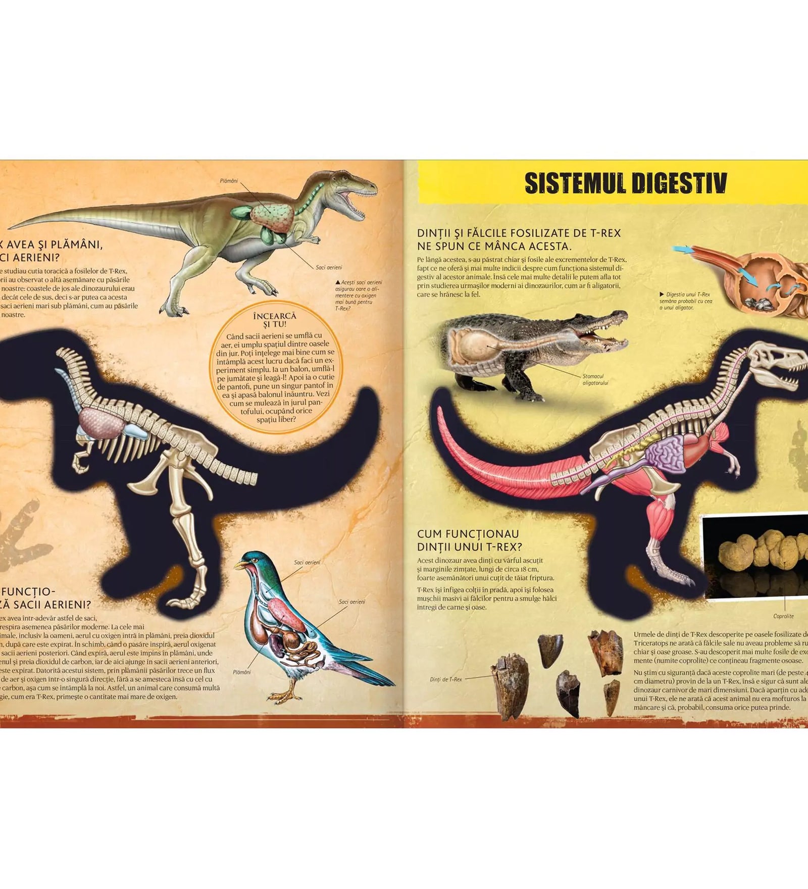 A "T-Rex" román nyelvű könyv egyik oldala, amely a T-Rex emésztőrendszerét és fogazatát ábrázolja tudományos illusztrációkkal.