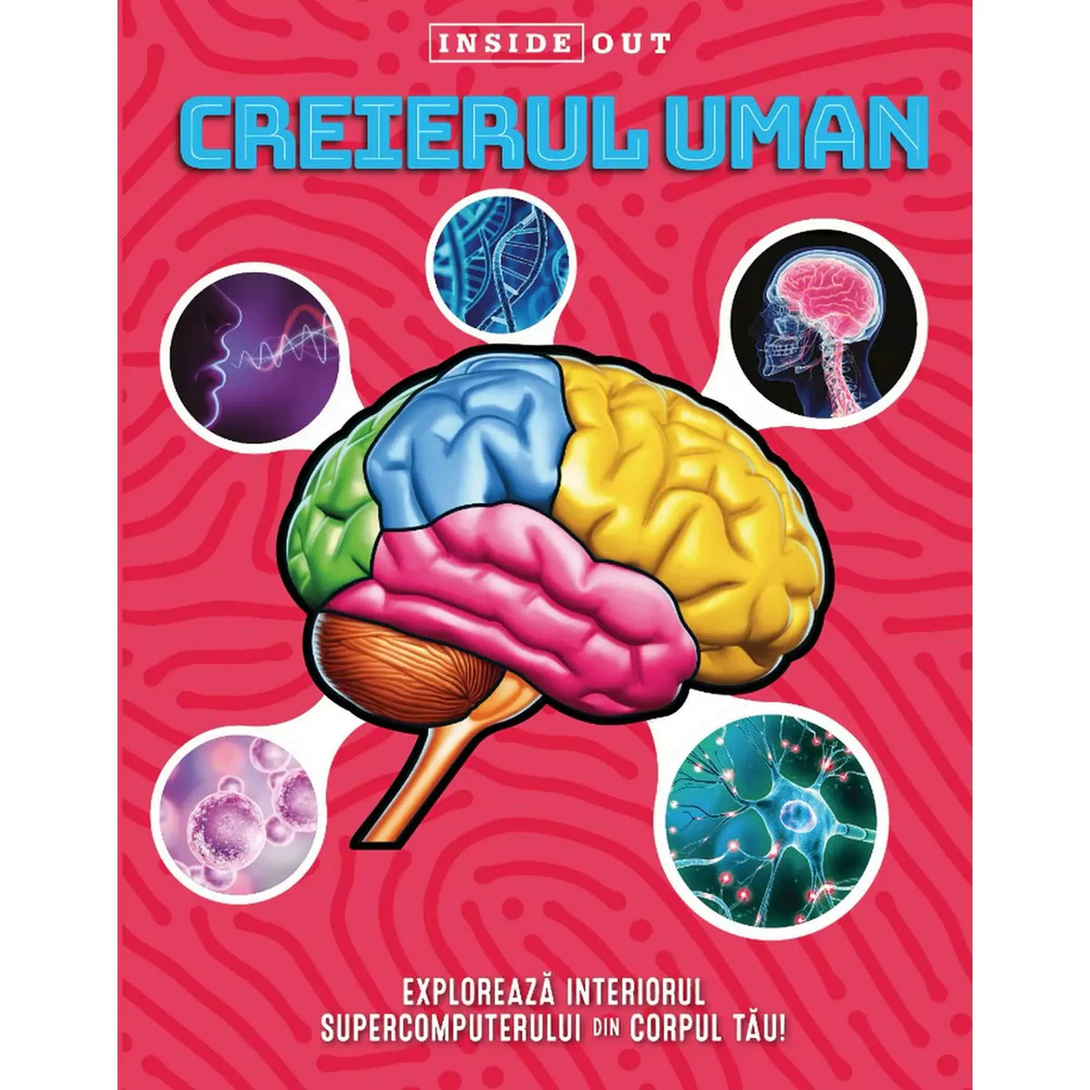 Creierul uman model 3D román nyelvű könyv