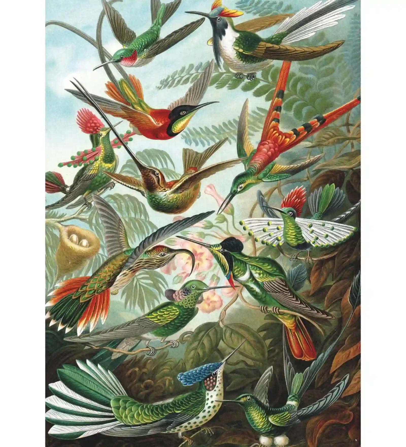 Ernst Haeckel kolibriket ábrázoló részletgazdag illusztrációja, színes egzotikus madarakkal és trópusi növényzettel, a Hummingbirds puzzle képe.
