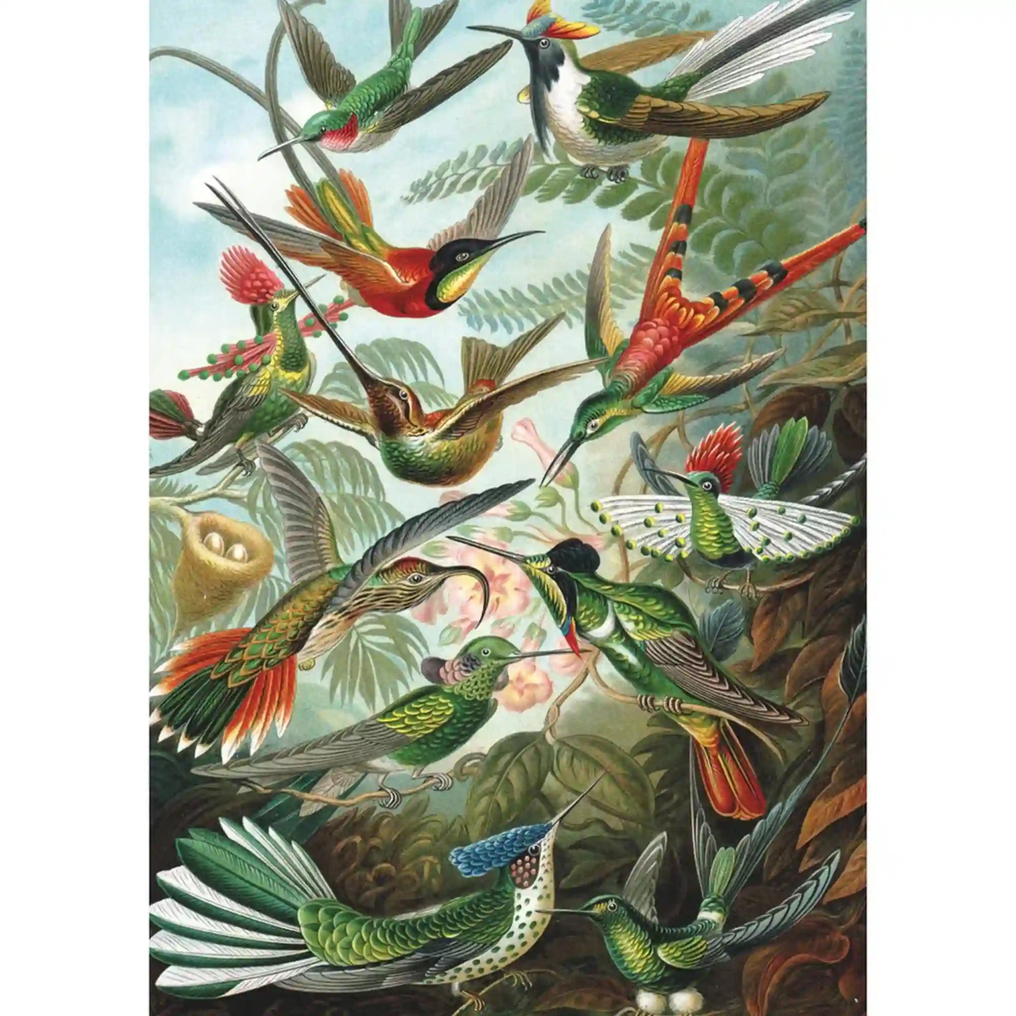 Ernst Haeckel kolibriket ábrázoló részletgazdag illusztrációja, színes egzotikus madarakkal és trópusi növényzettel, a Hummingbirds puzzle képe.